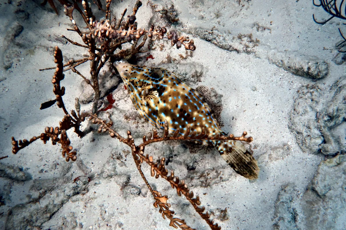 Scrawled Filefish