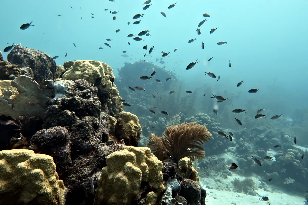 Brown Chromis