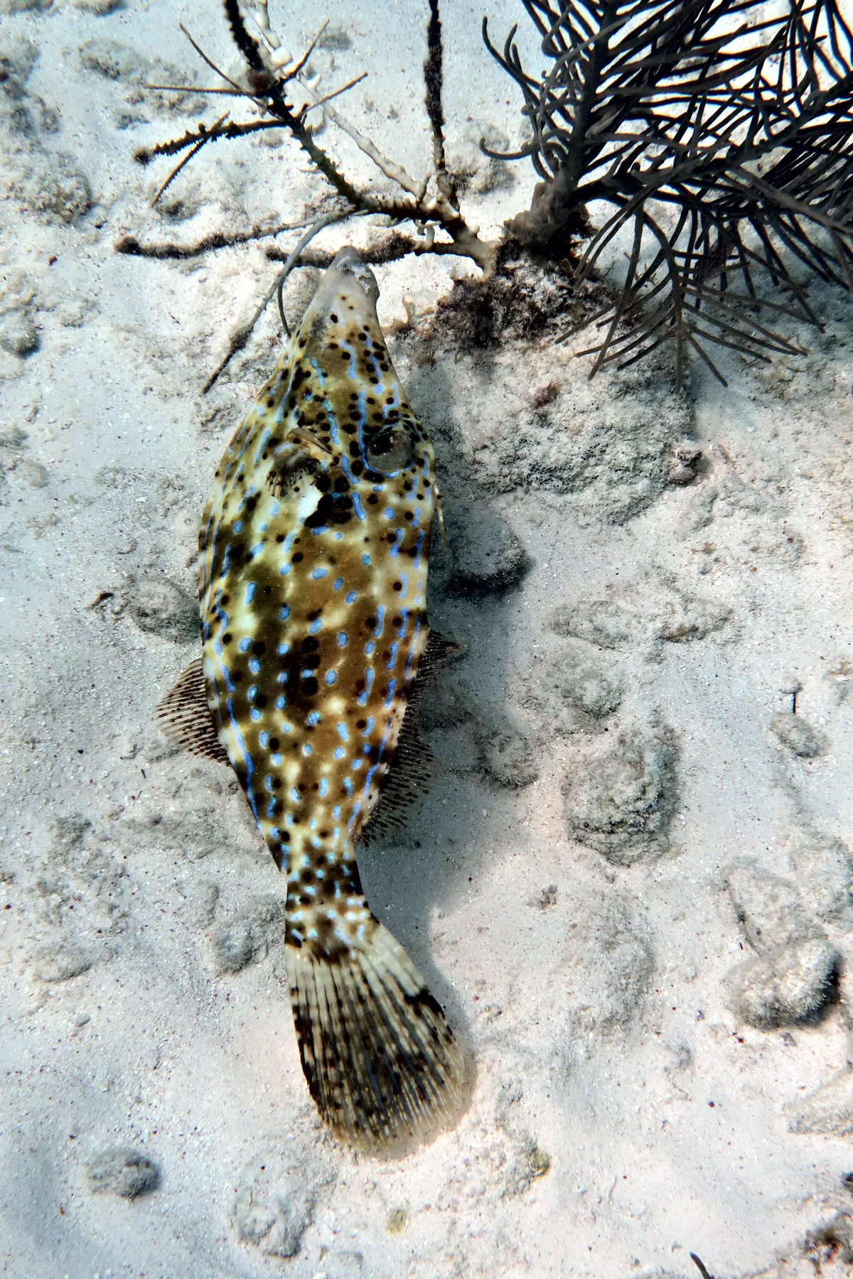 Scrawled Filefish
