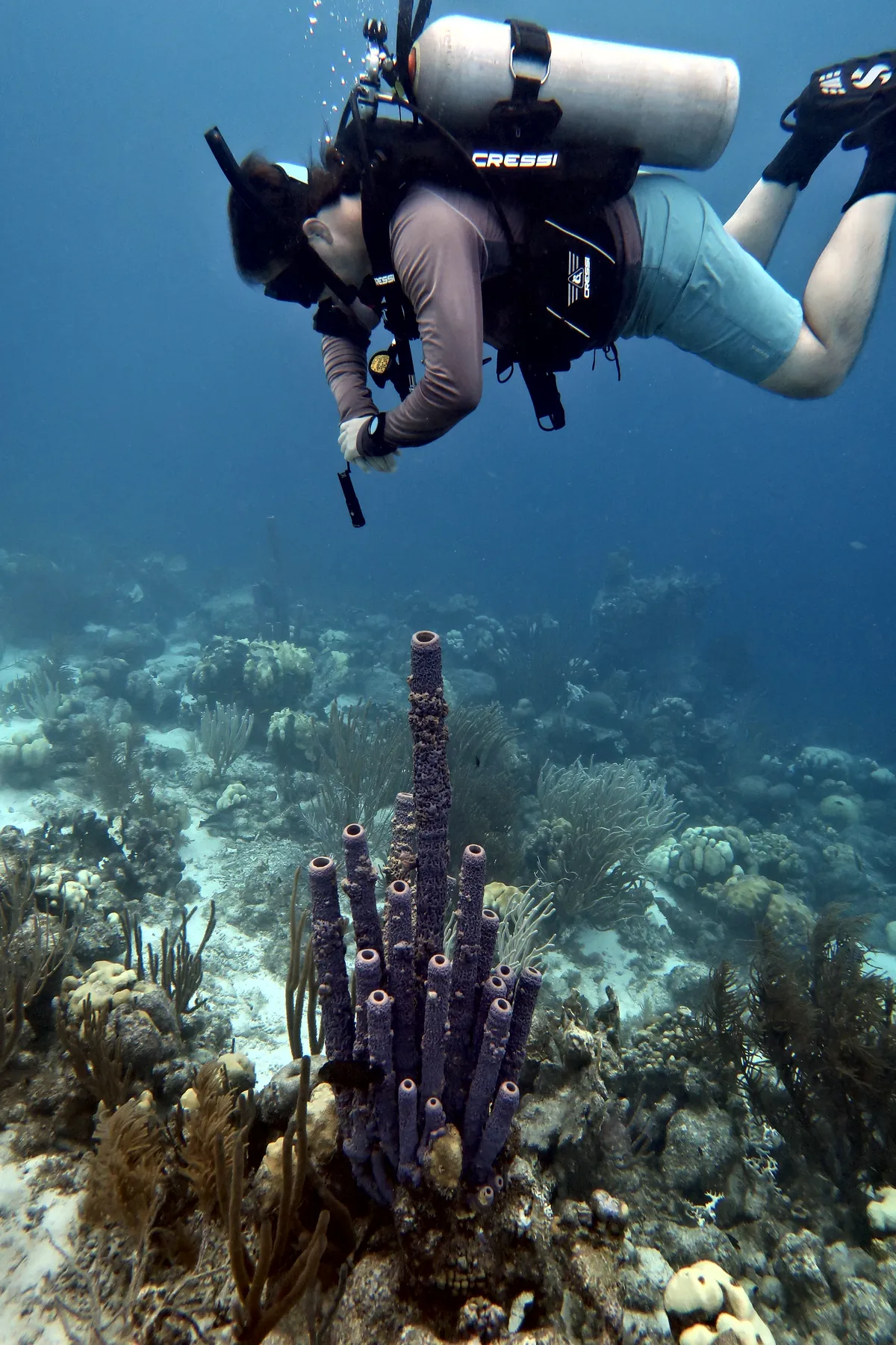 Stove-pipe Sponge