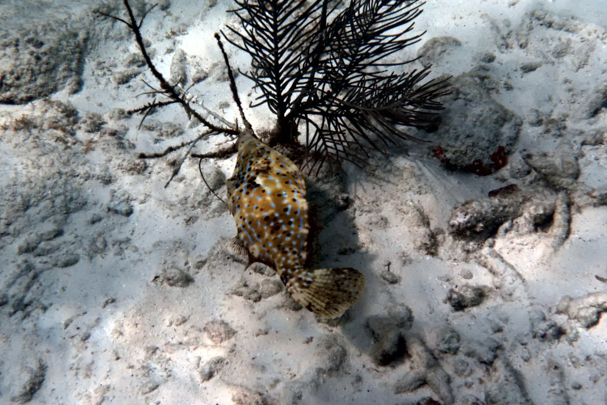 Scrawled Filefish