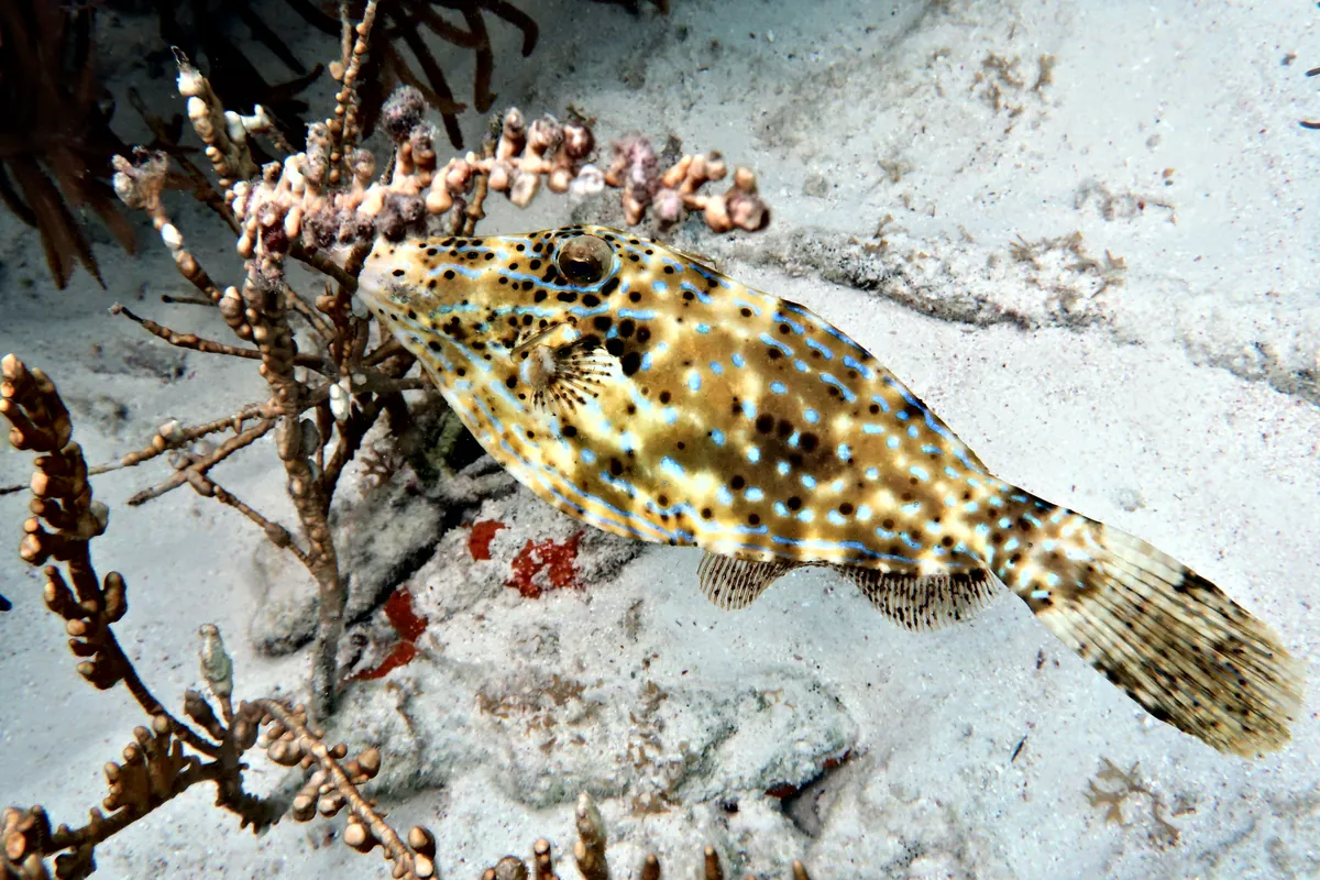 Scrawled Filefish