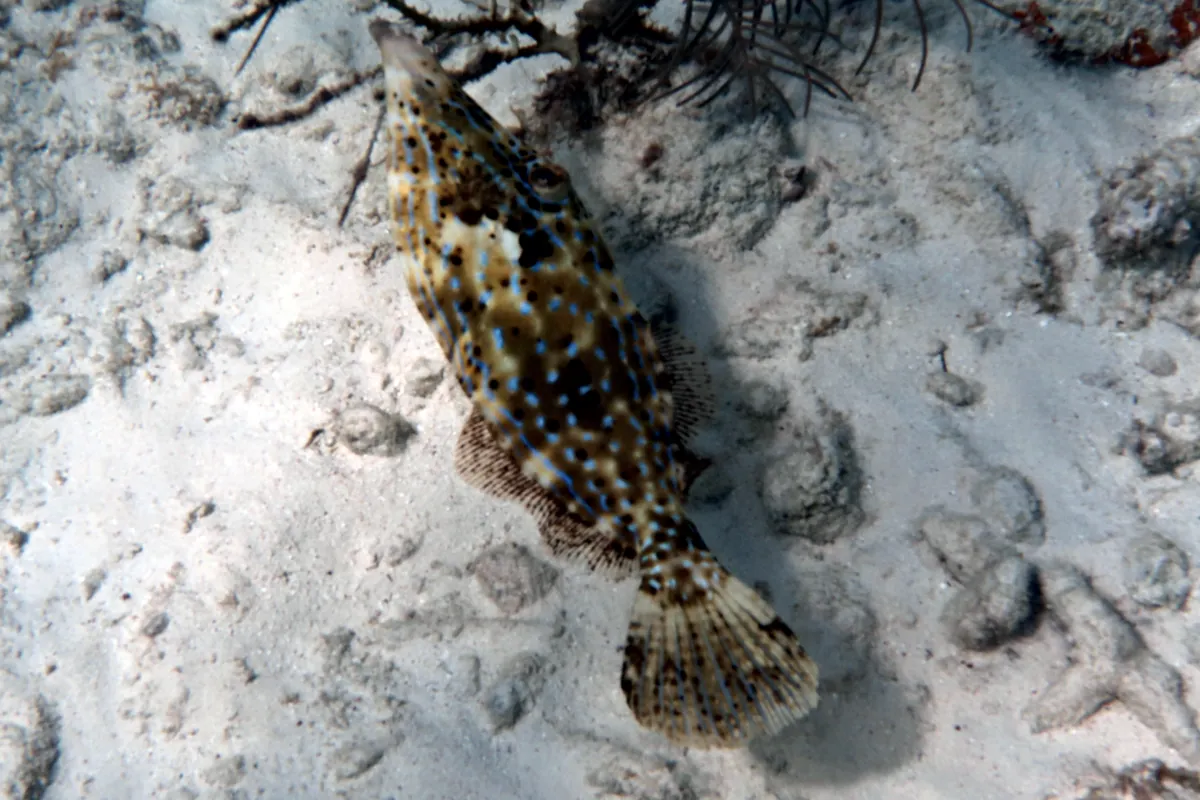 Scrawled Filefish
