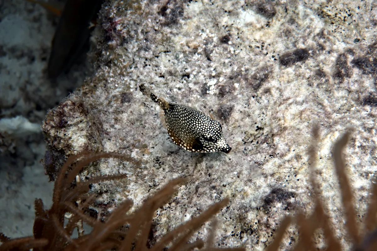 Smooth Trunkfish