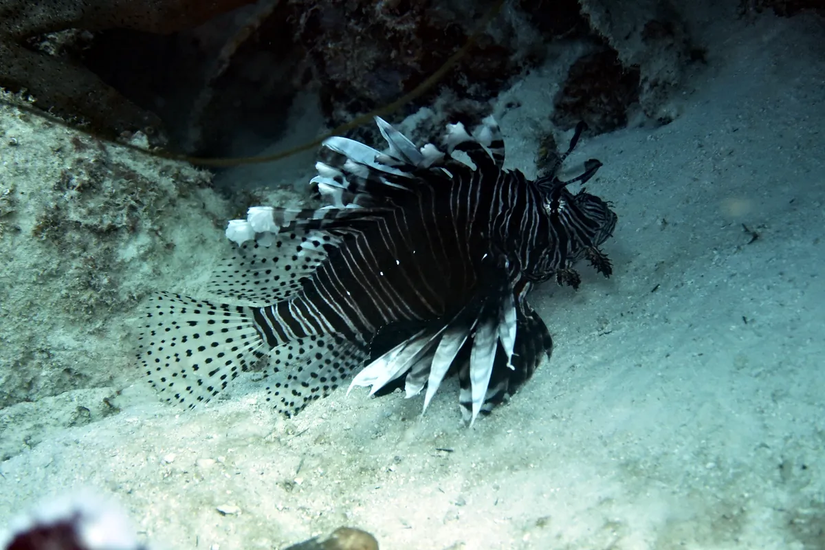 Red Lionfish