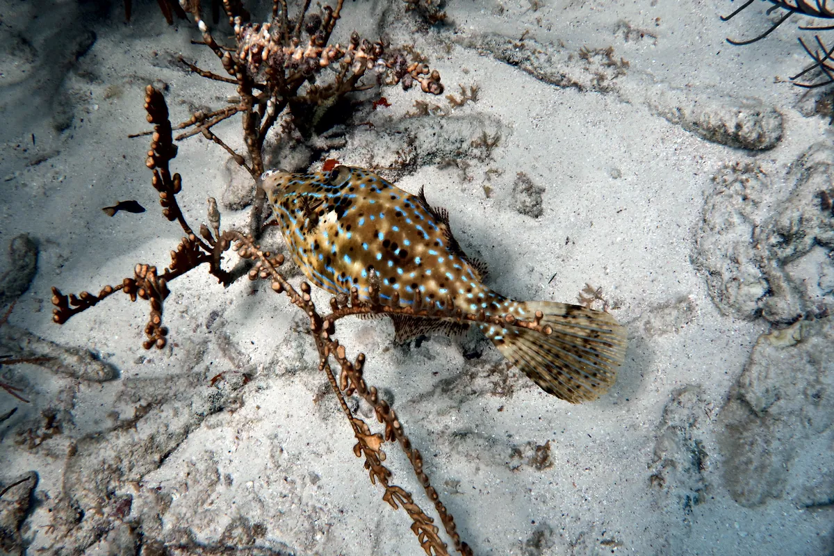 Scrawled Filefish
