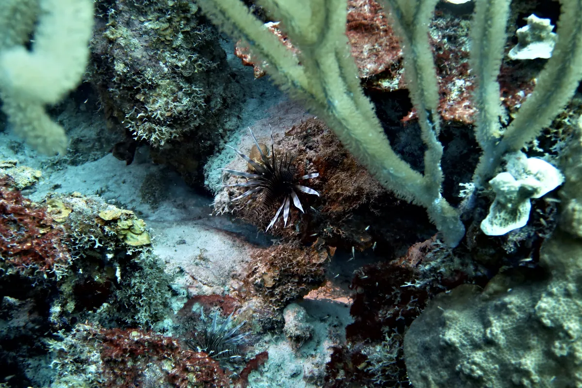 Red Lionfish