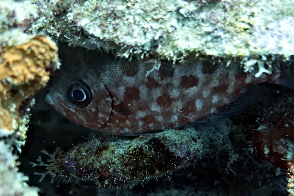 Glasseye Snapper