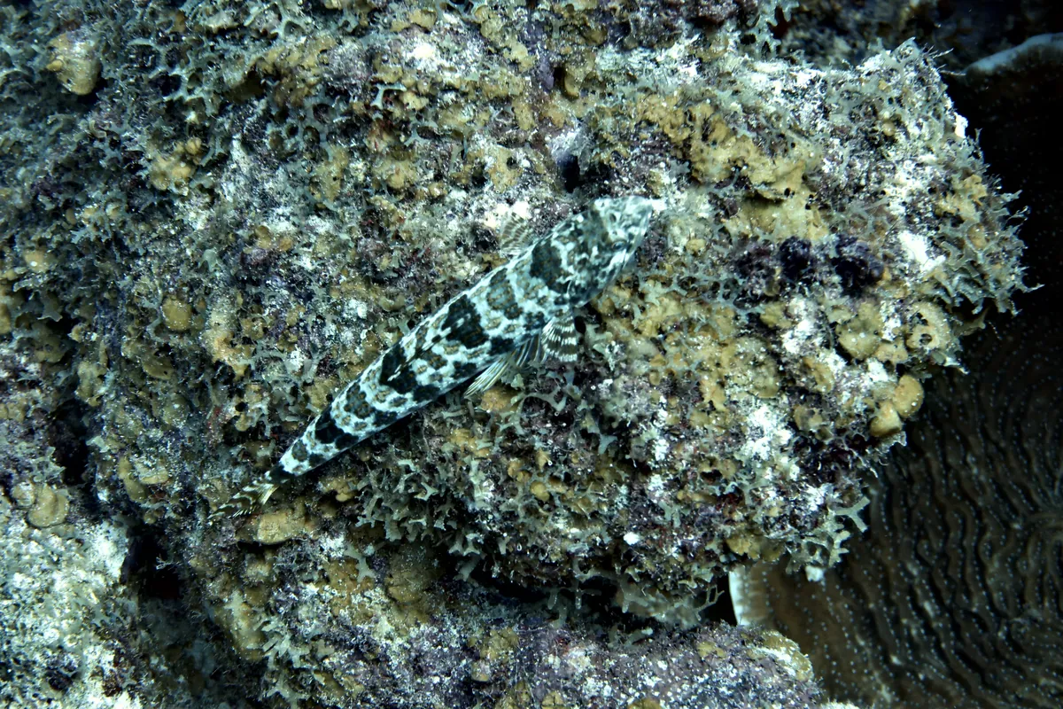 Sand Diver