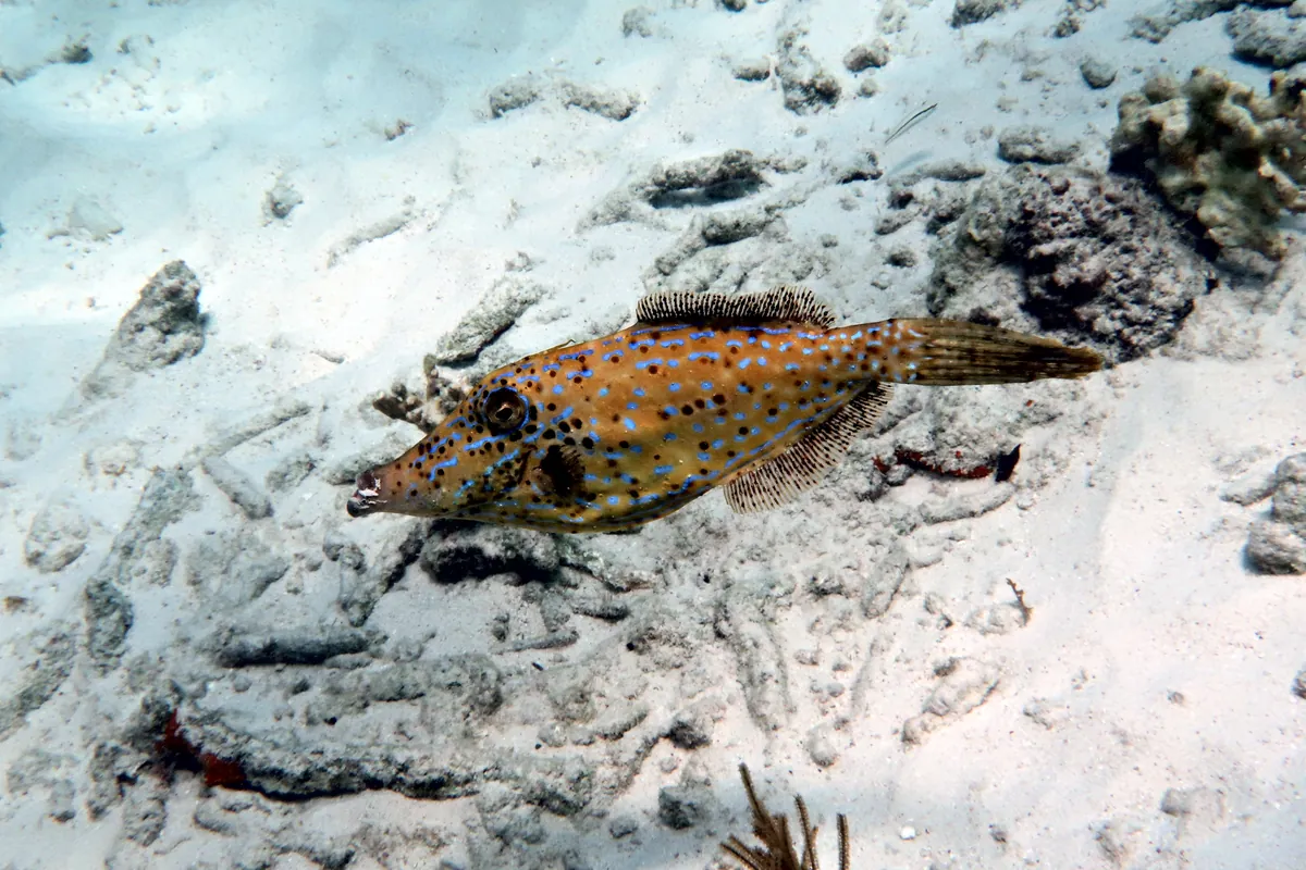 Scrawled Filefish
