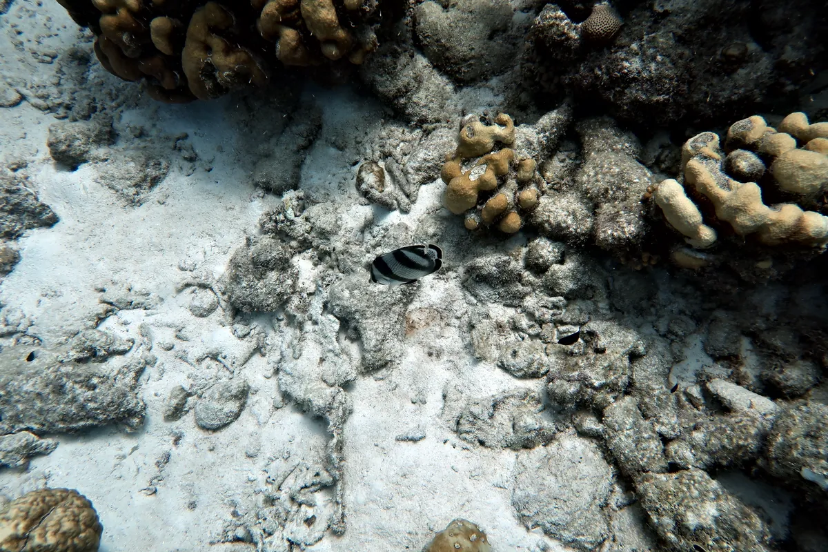 Banded Butterflyfish