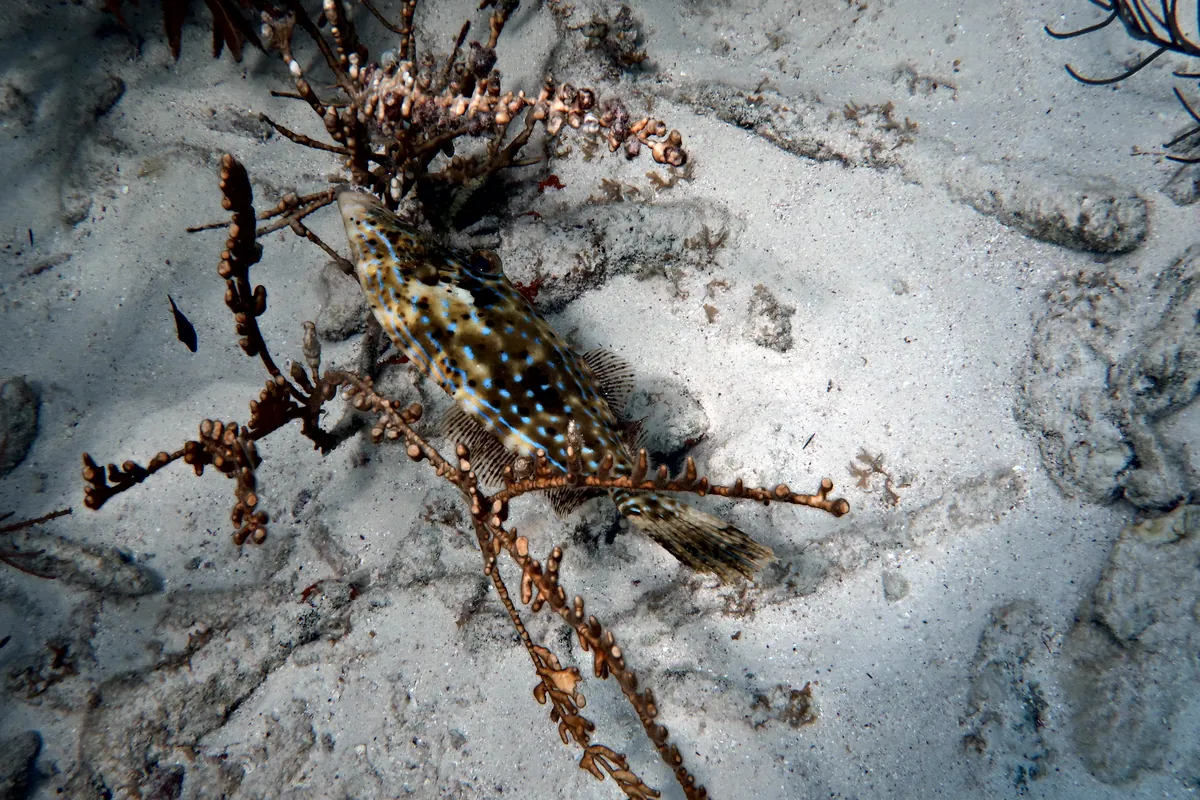 Scrawled Filefish