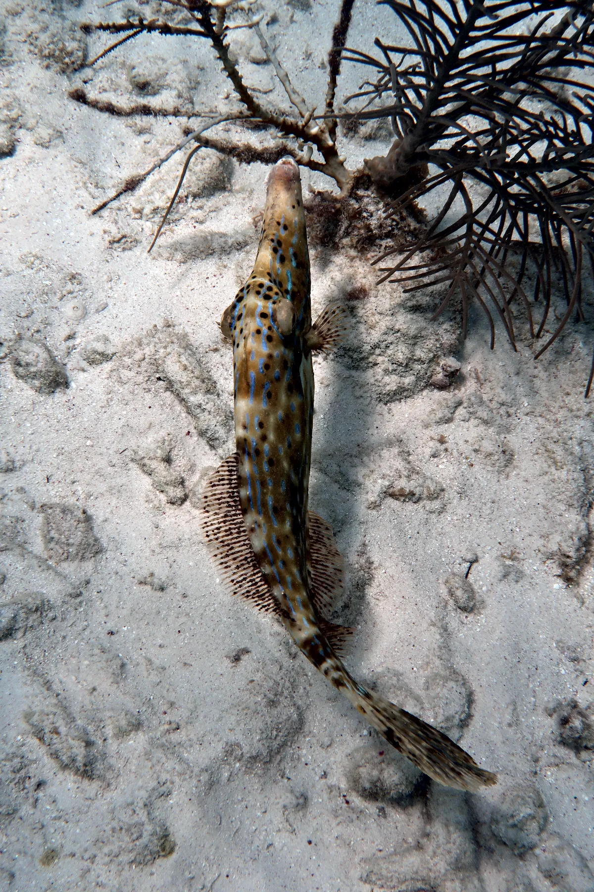 Scrawled Filefish
