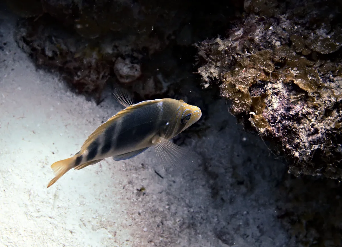 Barred Hamlet