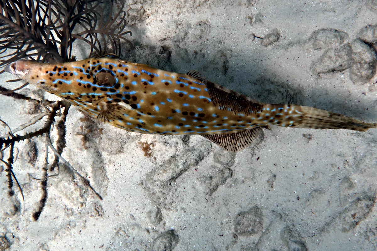 Scrawled Filefish