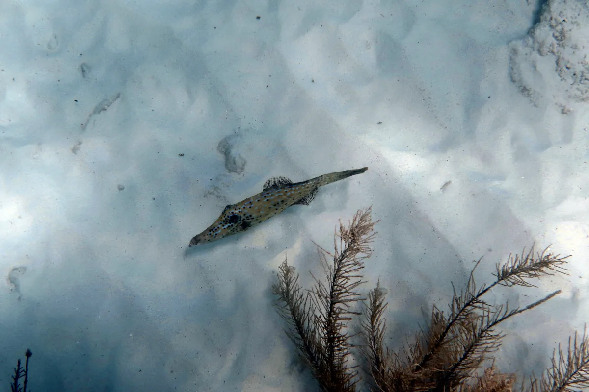 Scrawled Filefish