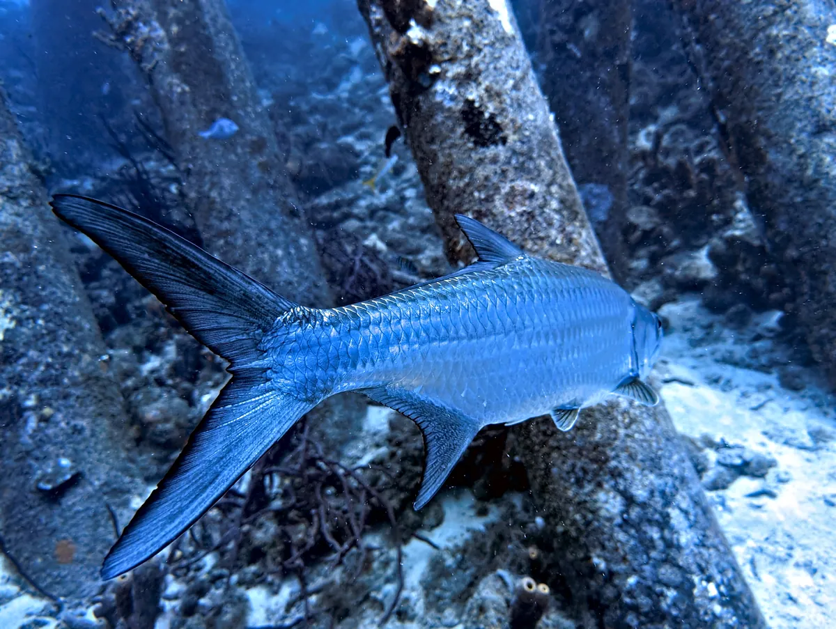 Tarpon