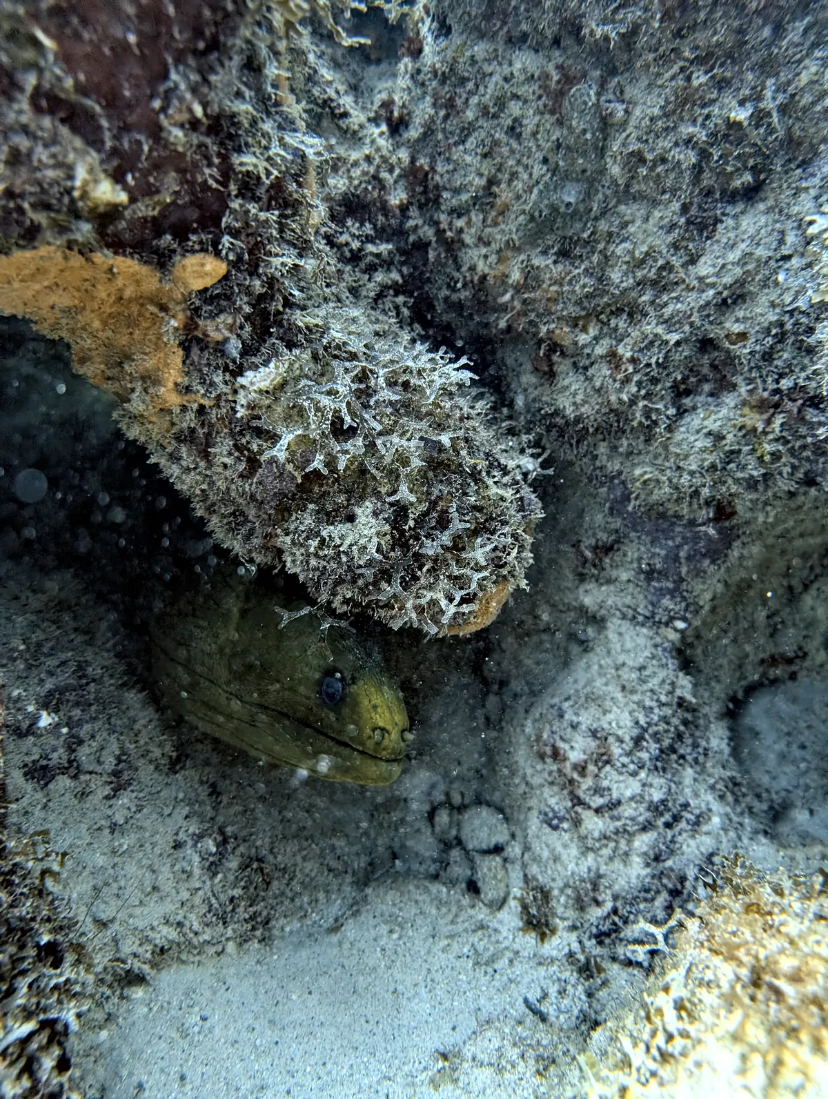 Green Moray