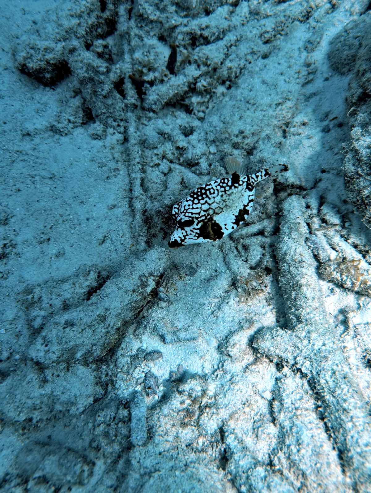 Smooth Trunkfish