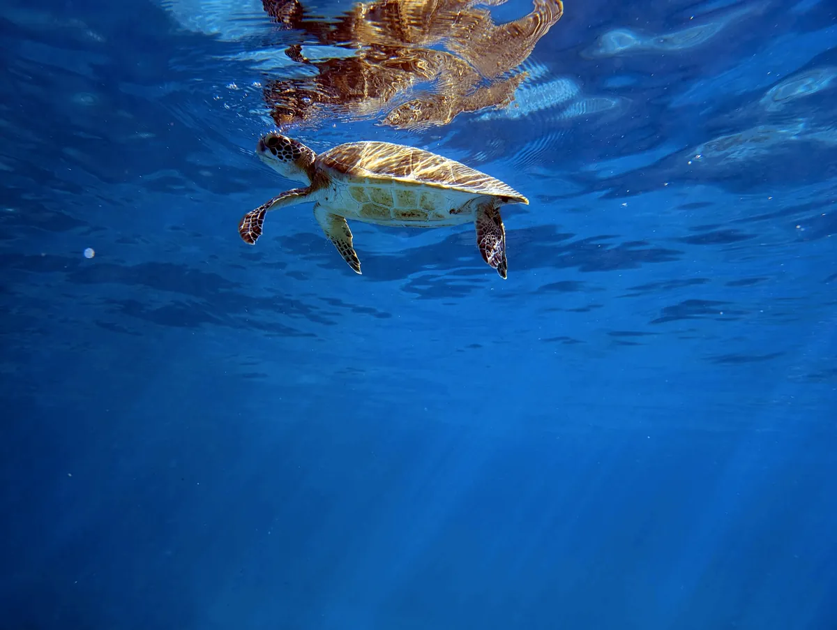 Green Sea Turtle
