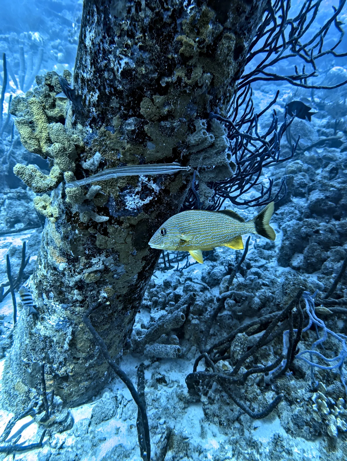 Bluestriped Grunt