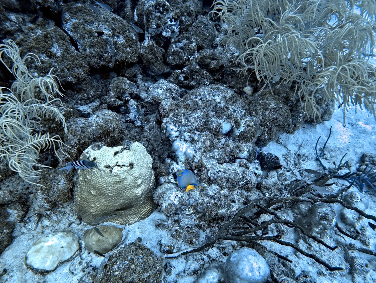 Queen Angelfish