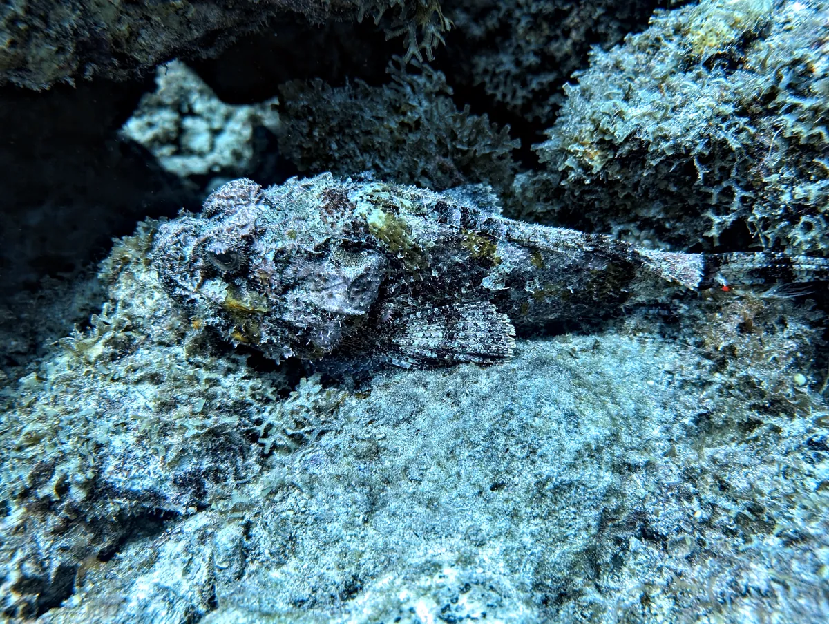 Spotted Scorpionfish