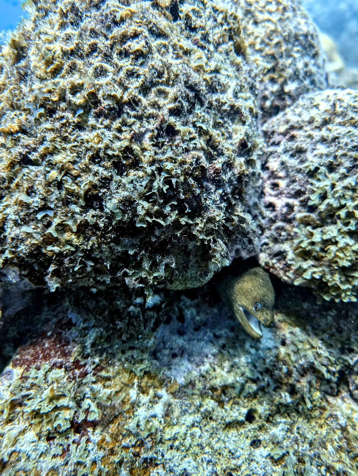 Goldentail Moray