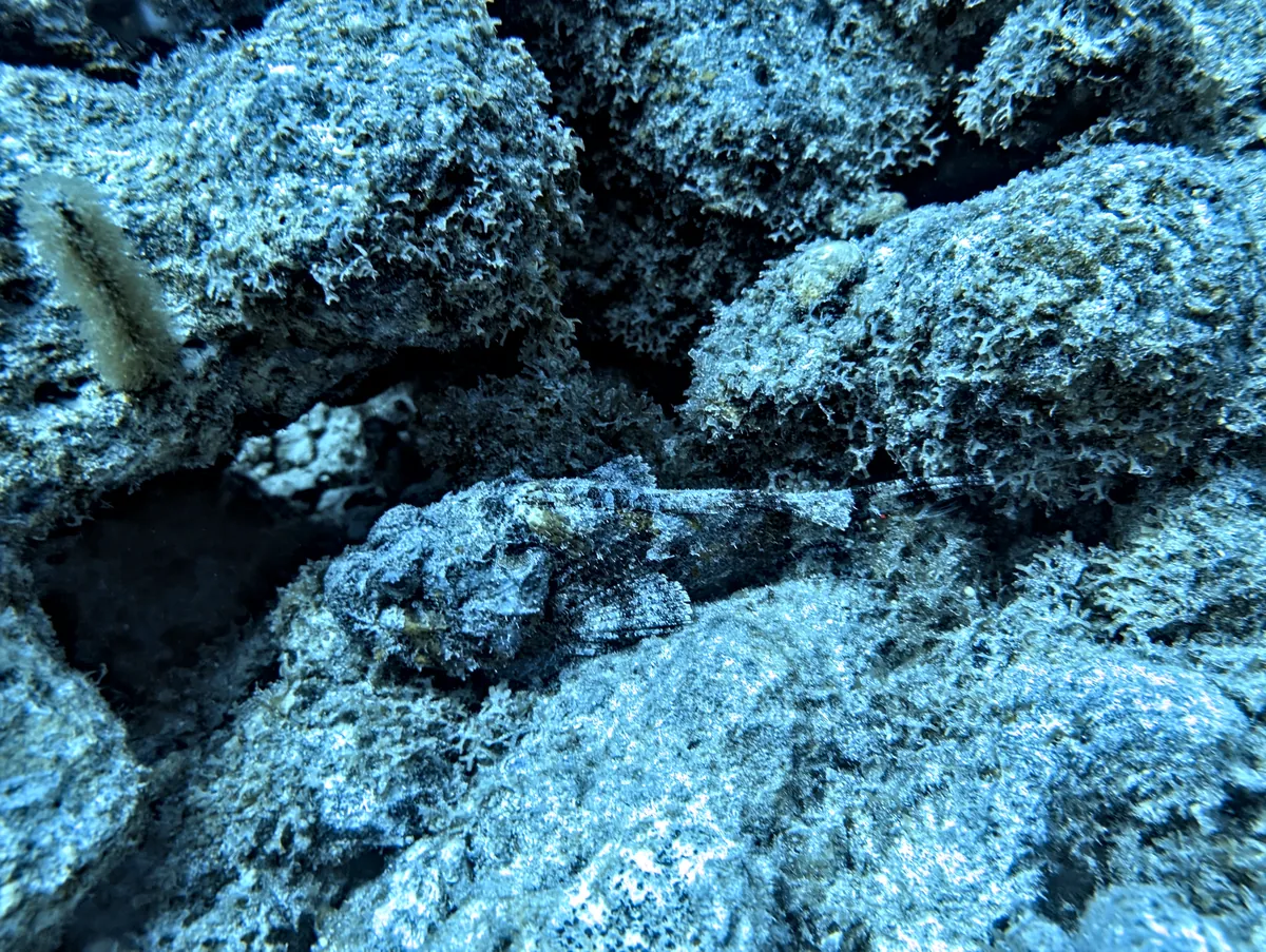 Spotted Scorpionfish