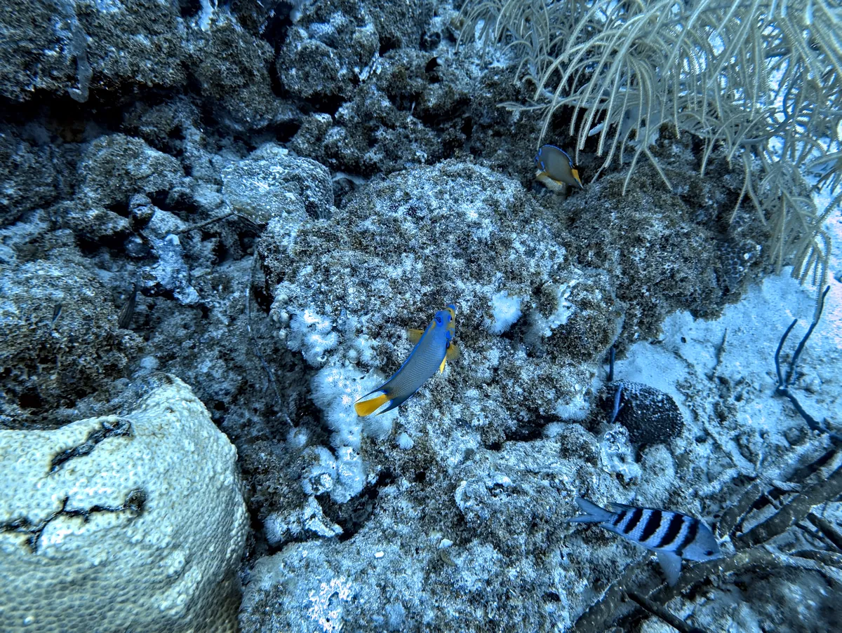 Queen Angelfish