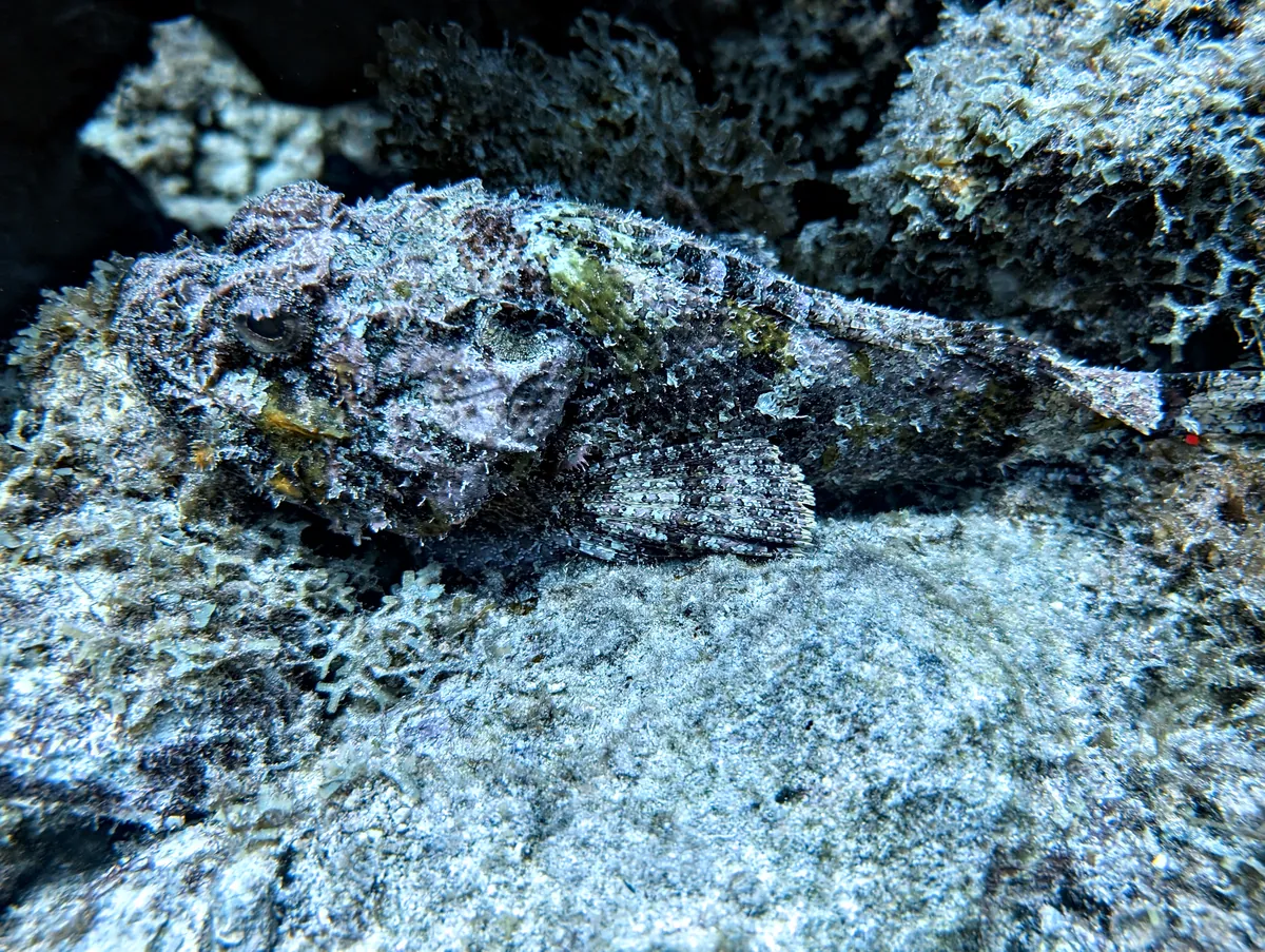 Spotted Scorpionfish