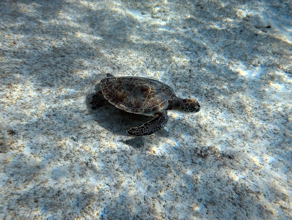 Green Sea Turtle