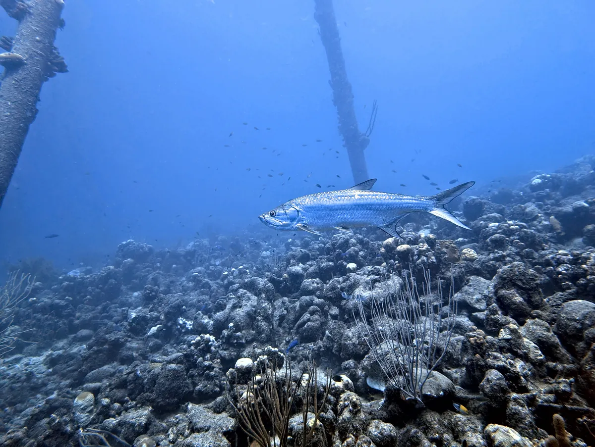 Tarpon
