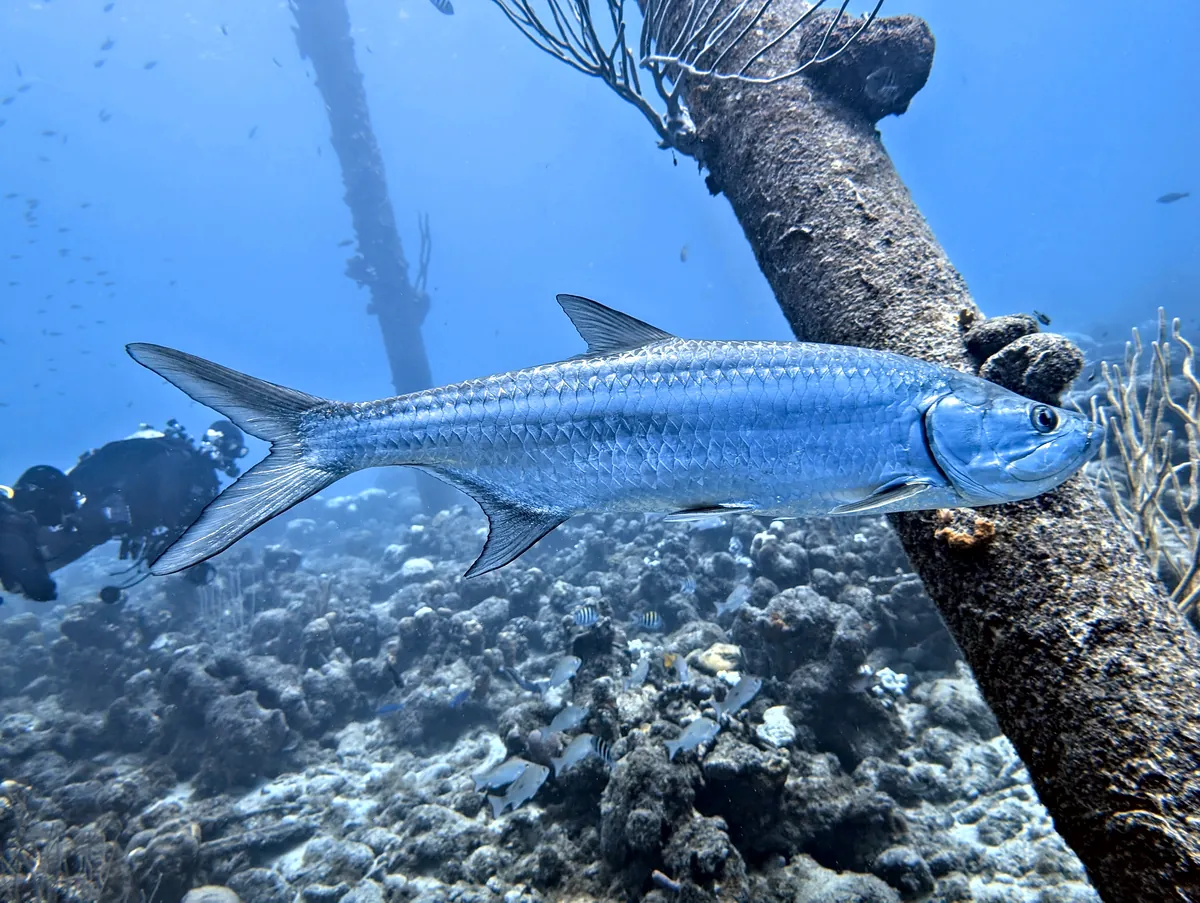 Tarpon