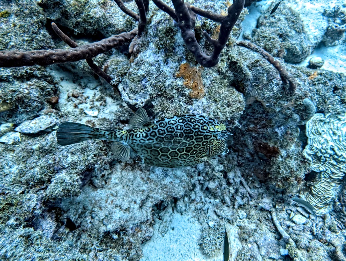 Honeycomb Cowfish