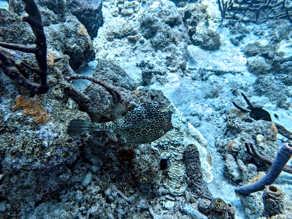 Honeycomb Cowfish