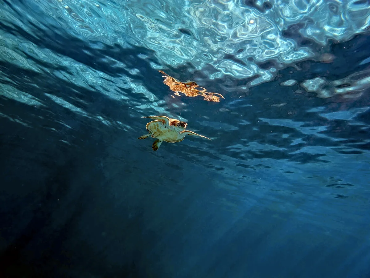 Green Sea Turtle