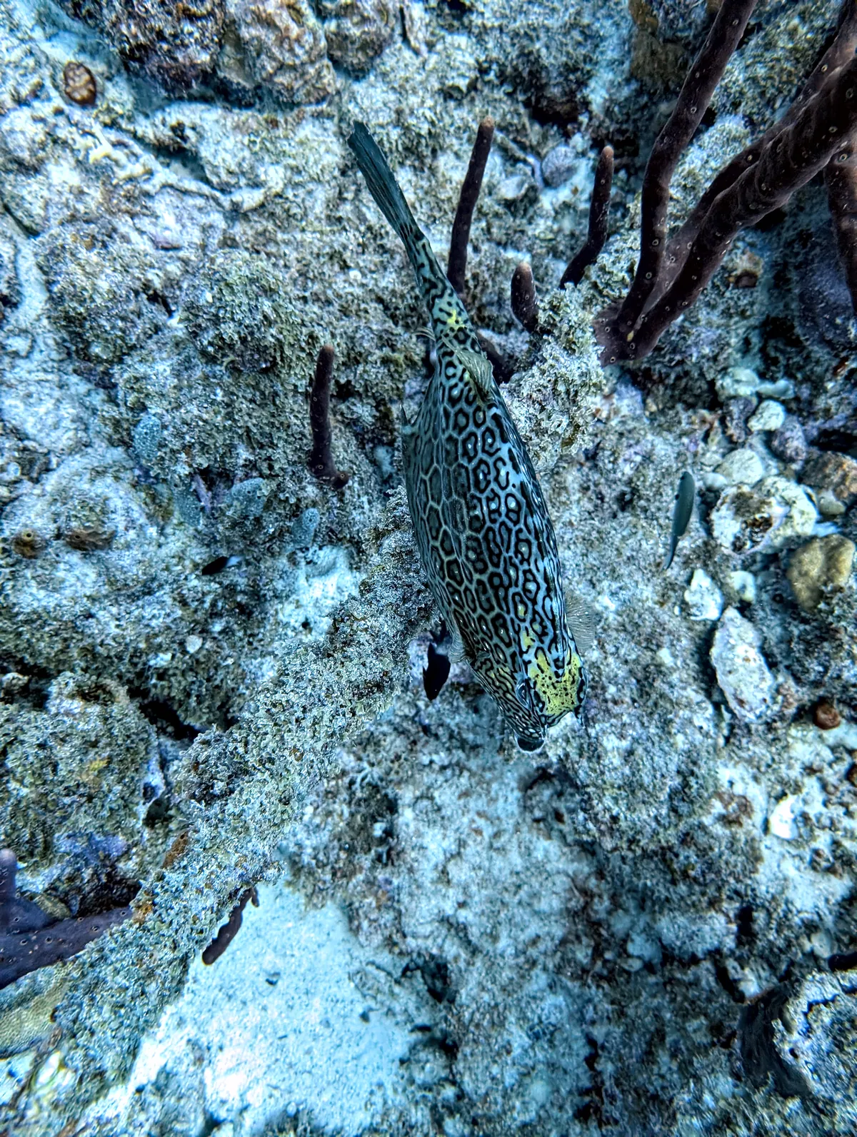 Honeycomb Cowfish