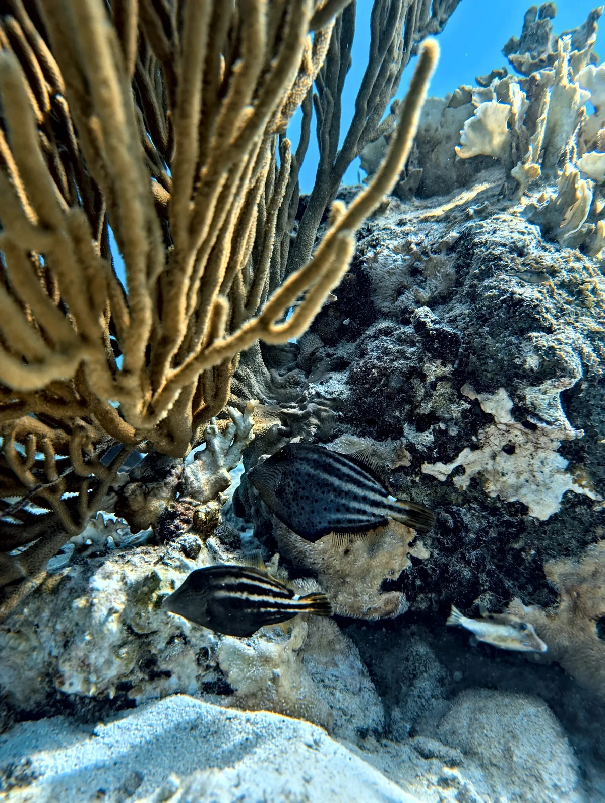 Orangespotted Filefish