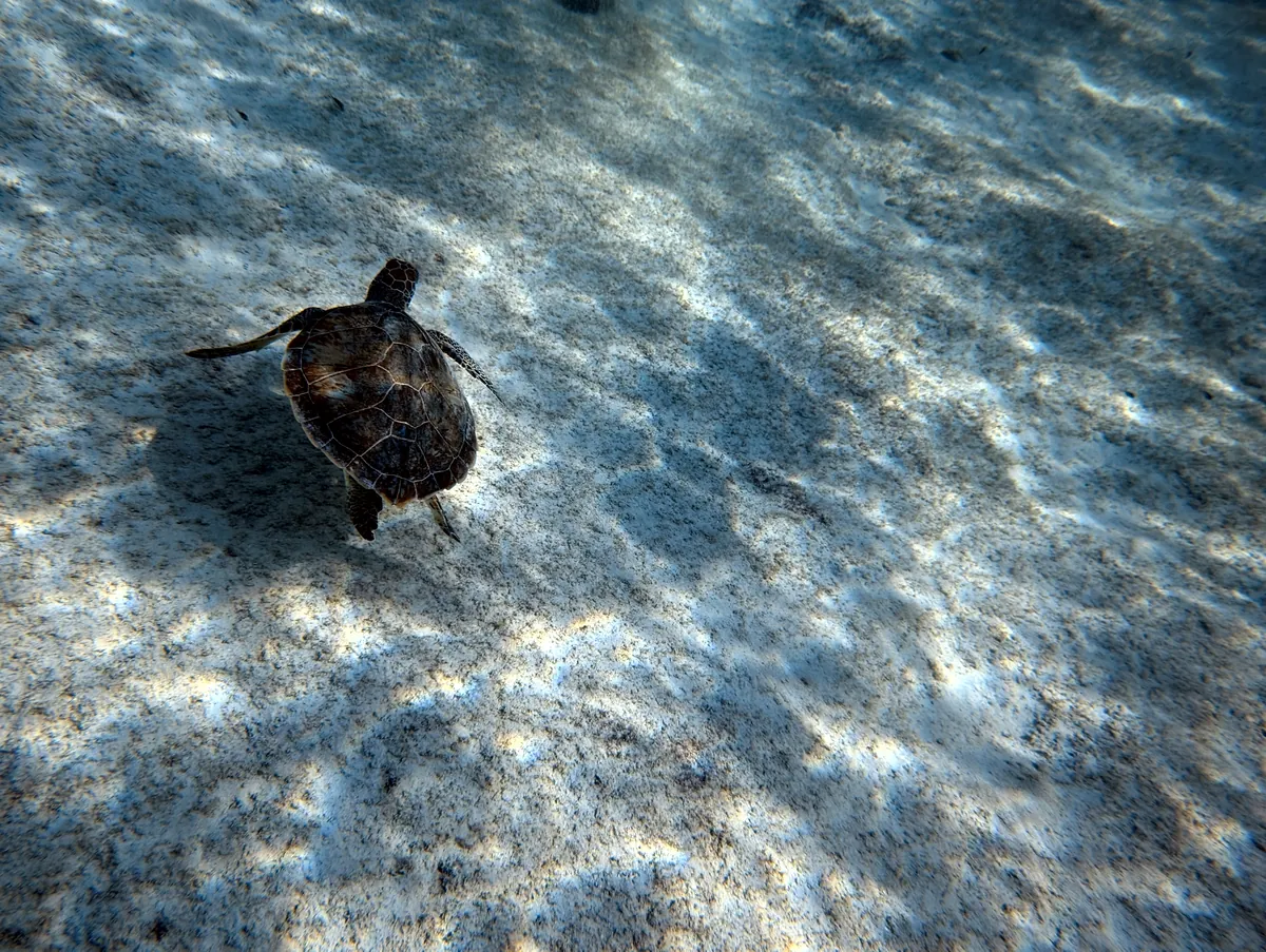 Green Sea Turtle