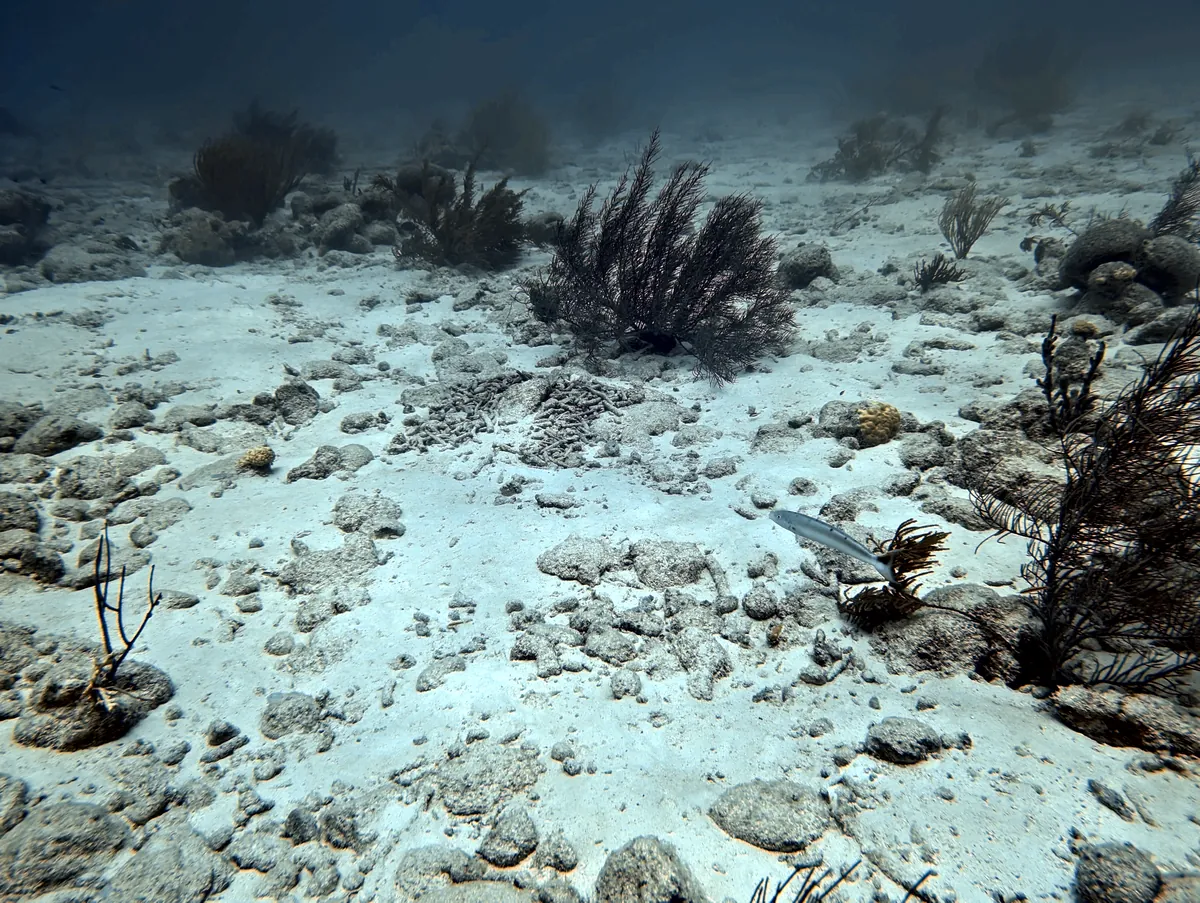Sand Tilefish