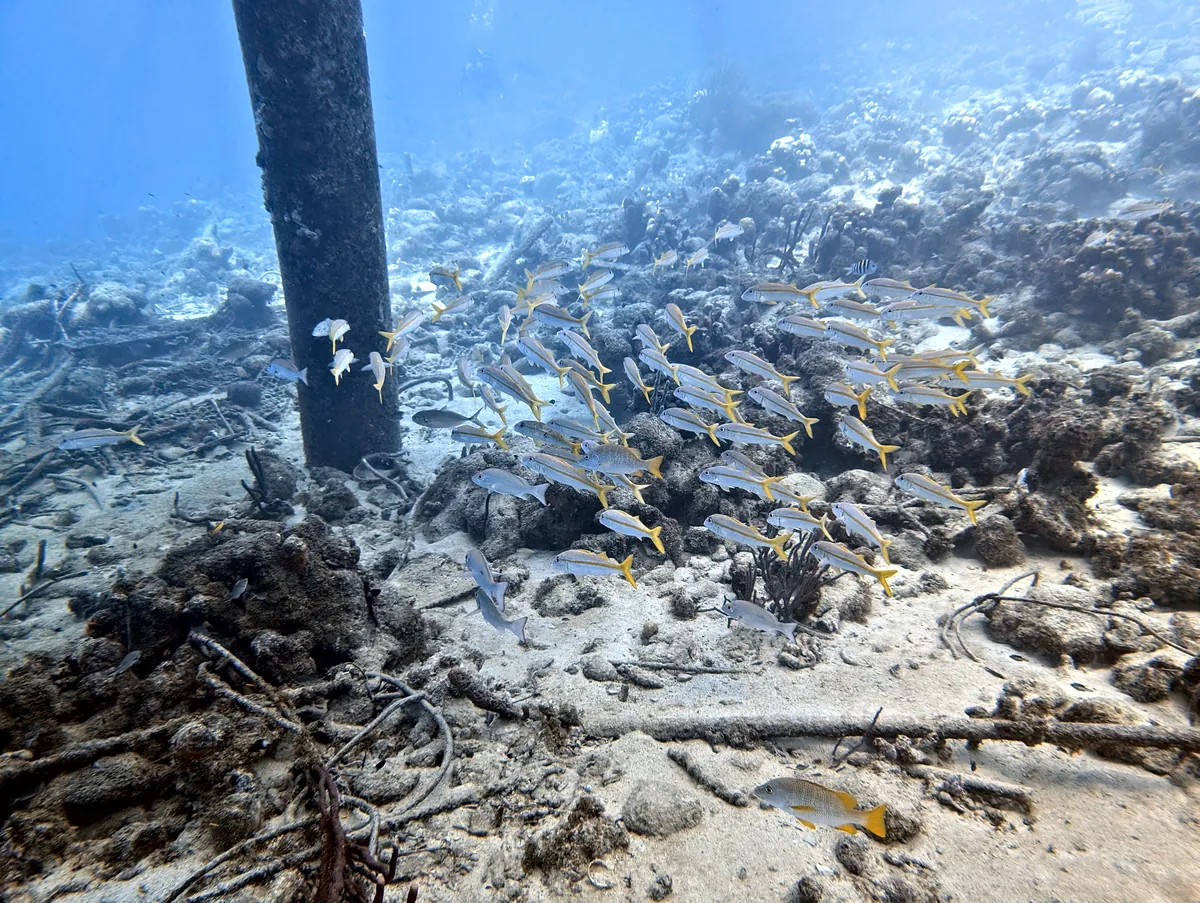 Yellow Goatfish