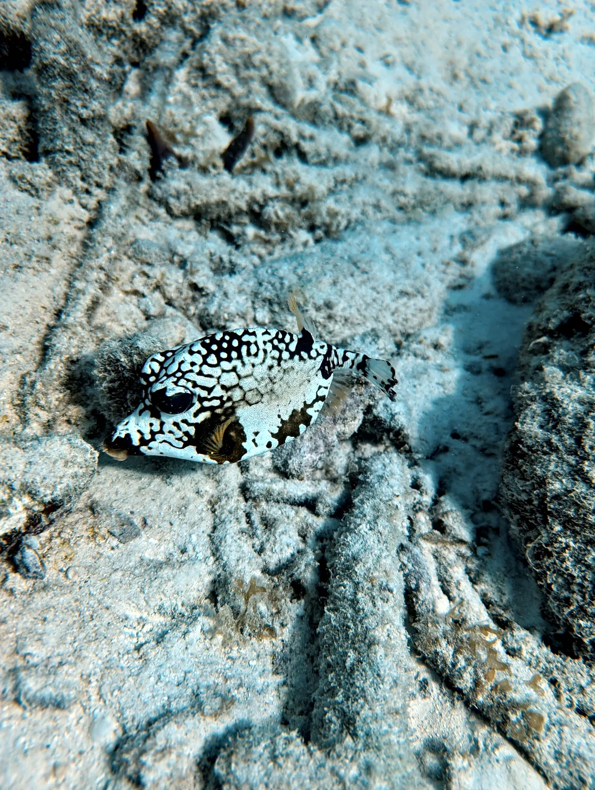 Smooth Trunkfish