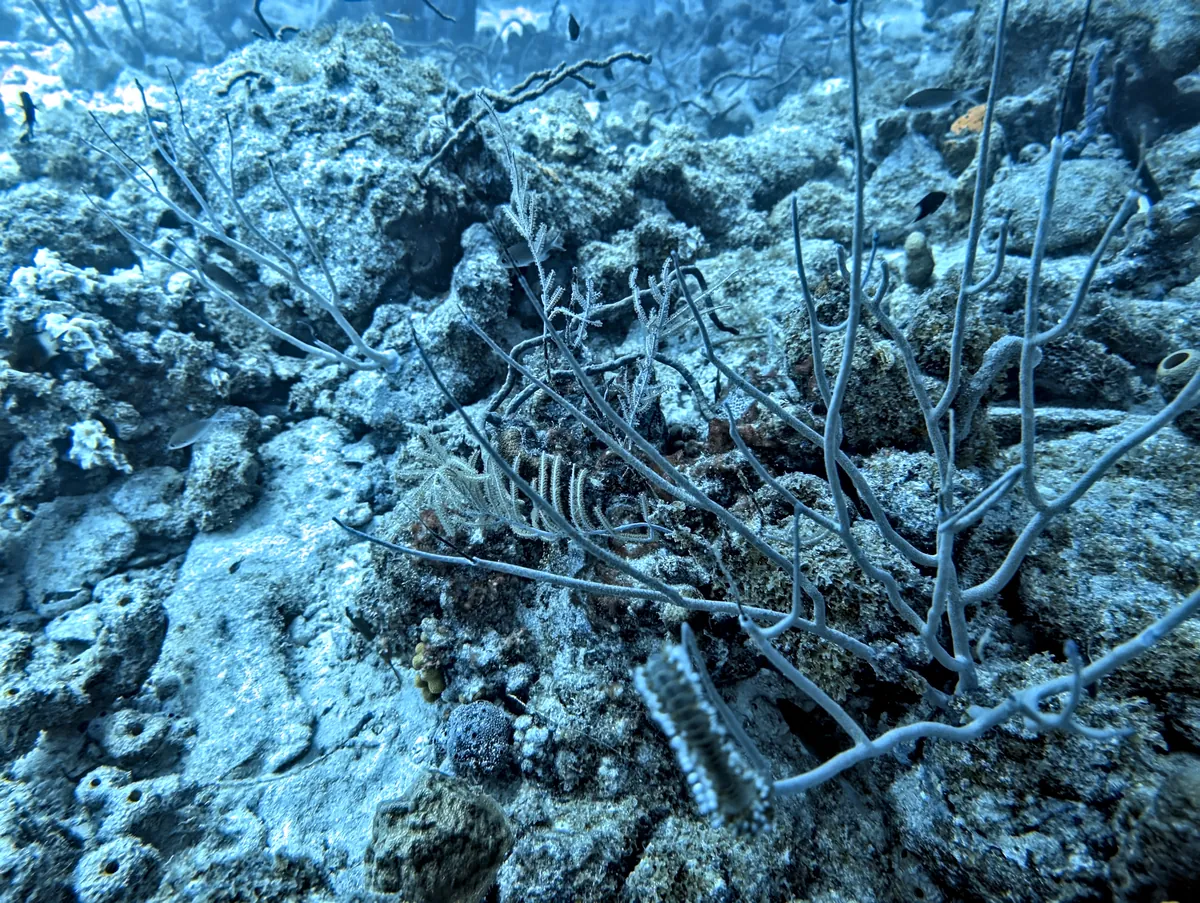 Nassau Grouper