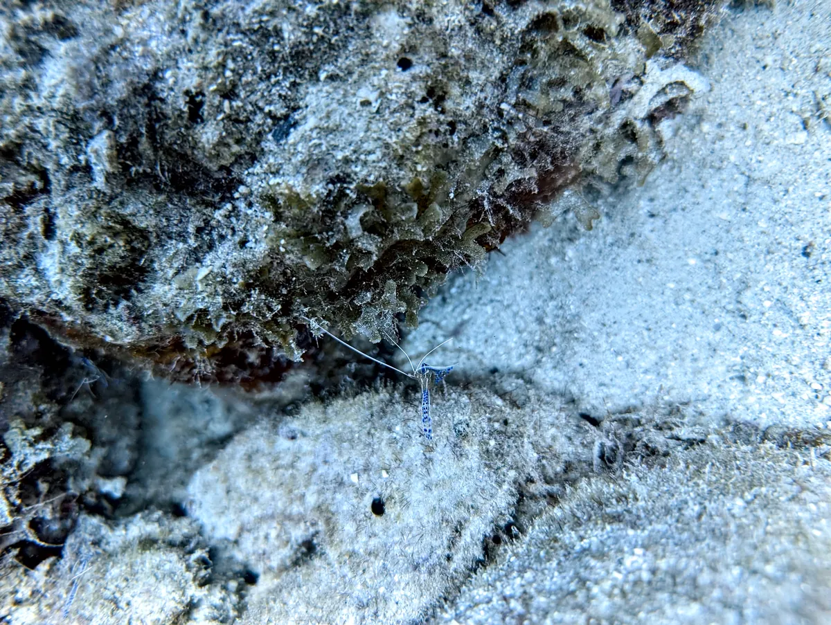 Pederson Cleaner Shrimp