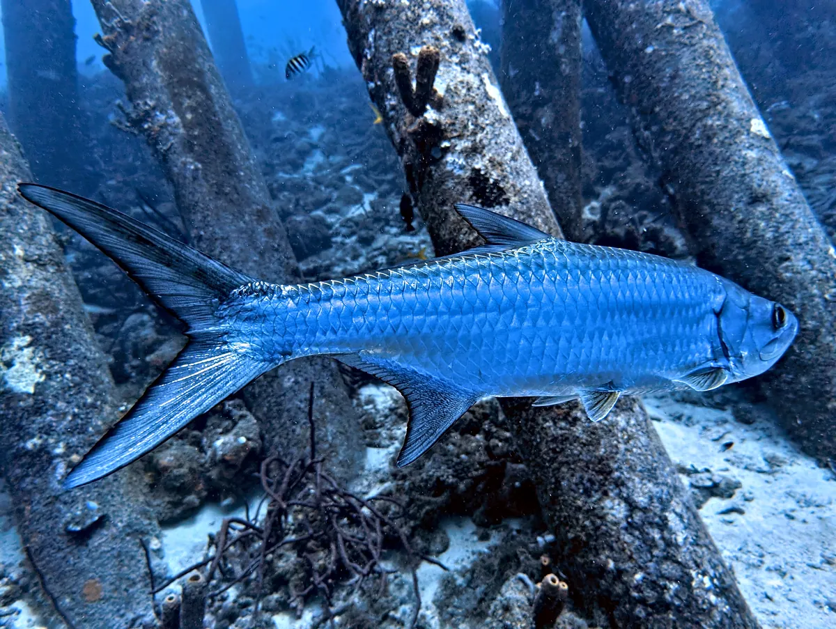Tarpon