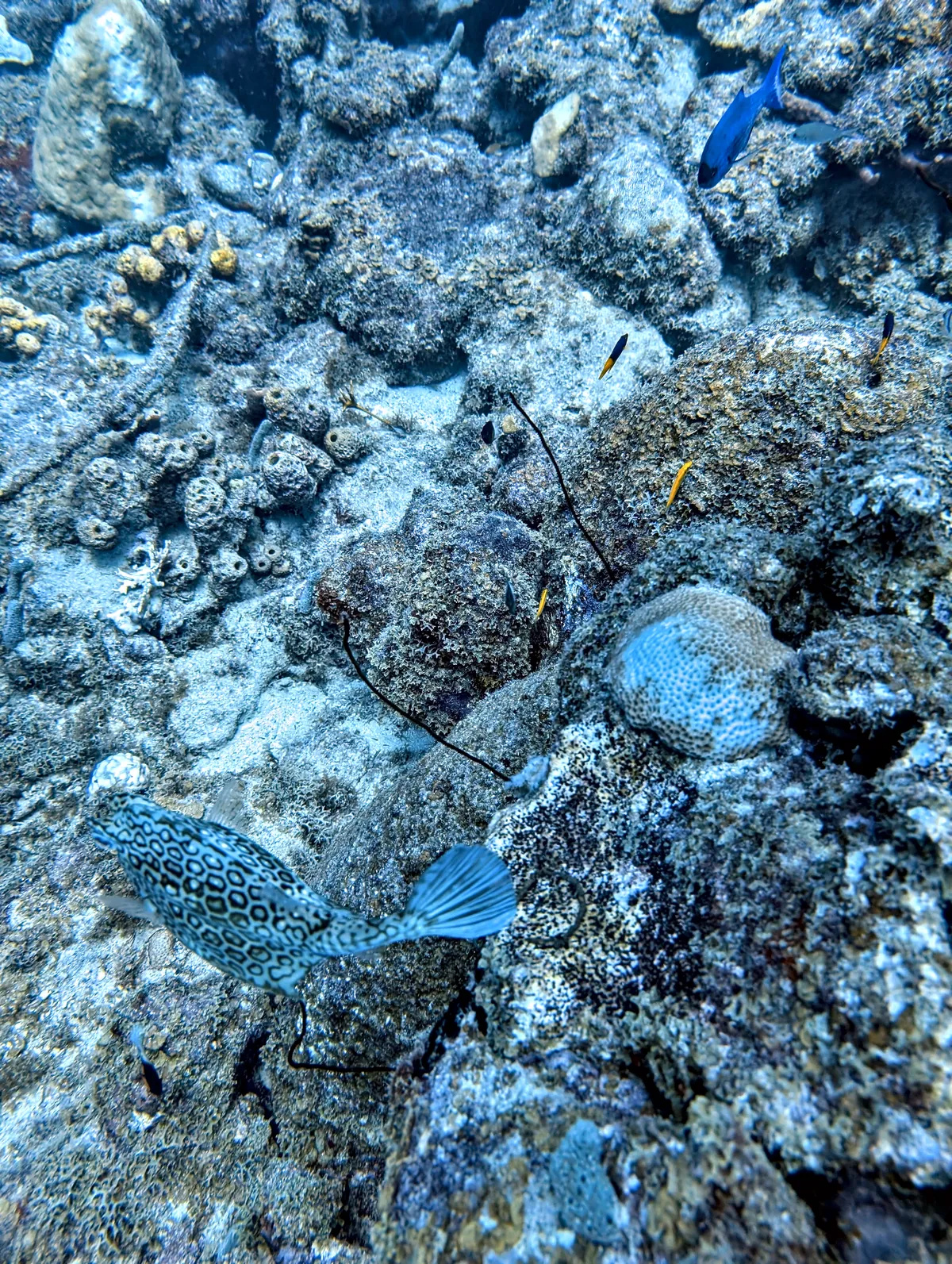 Honeycomb Cowfish