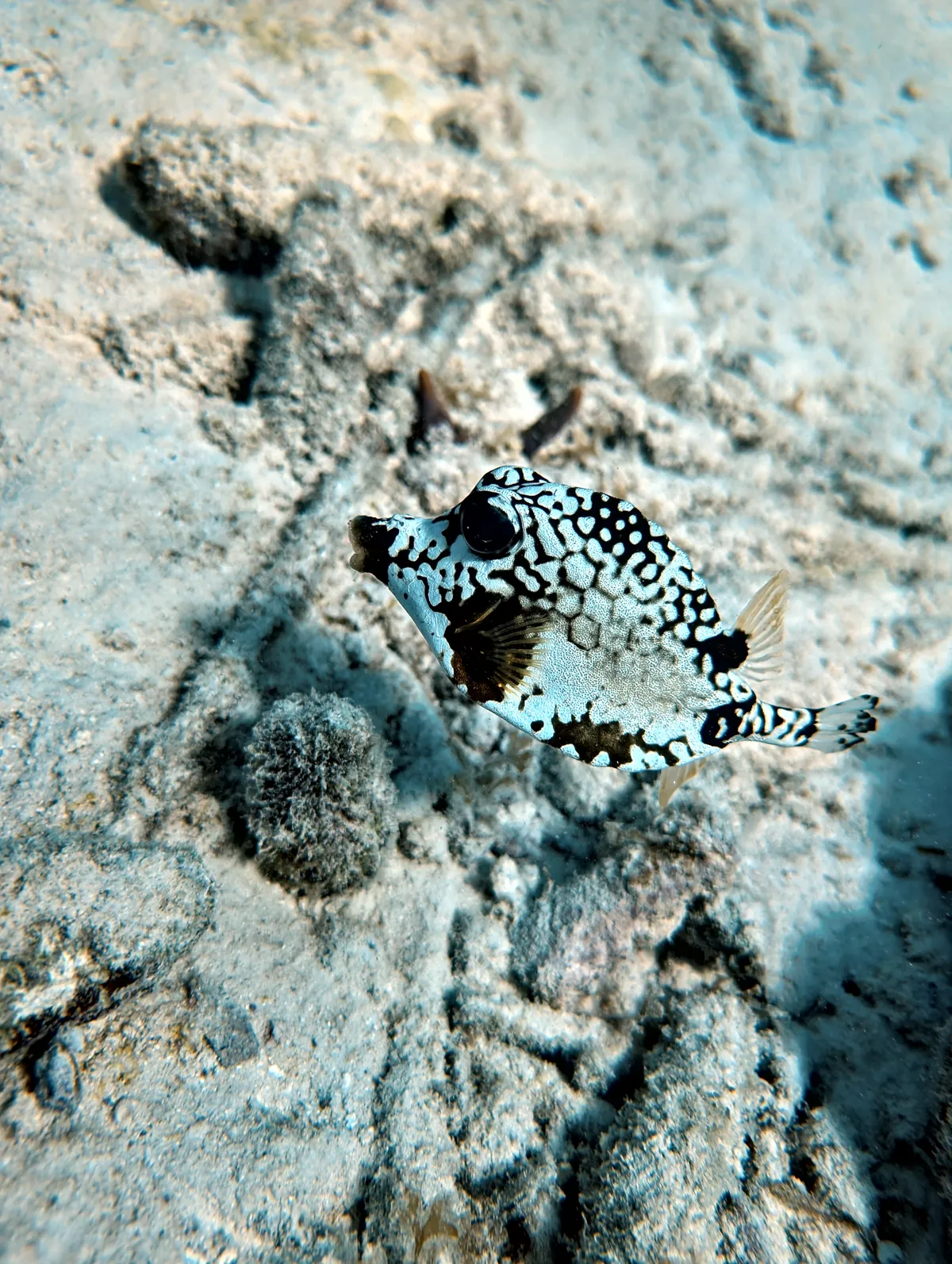 Smooth Trunkfish