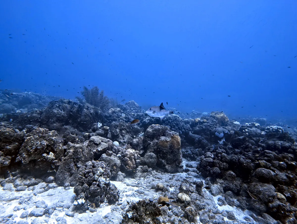Ocean Triggerfish