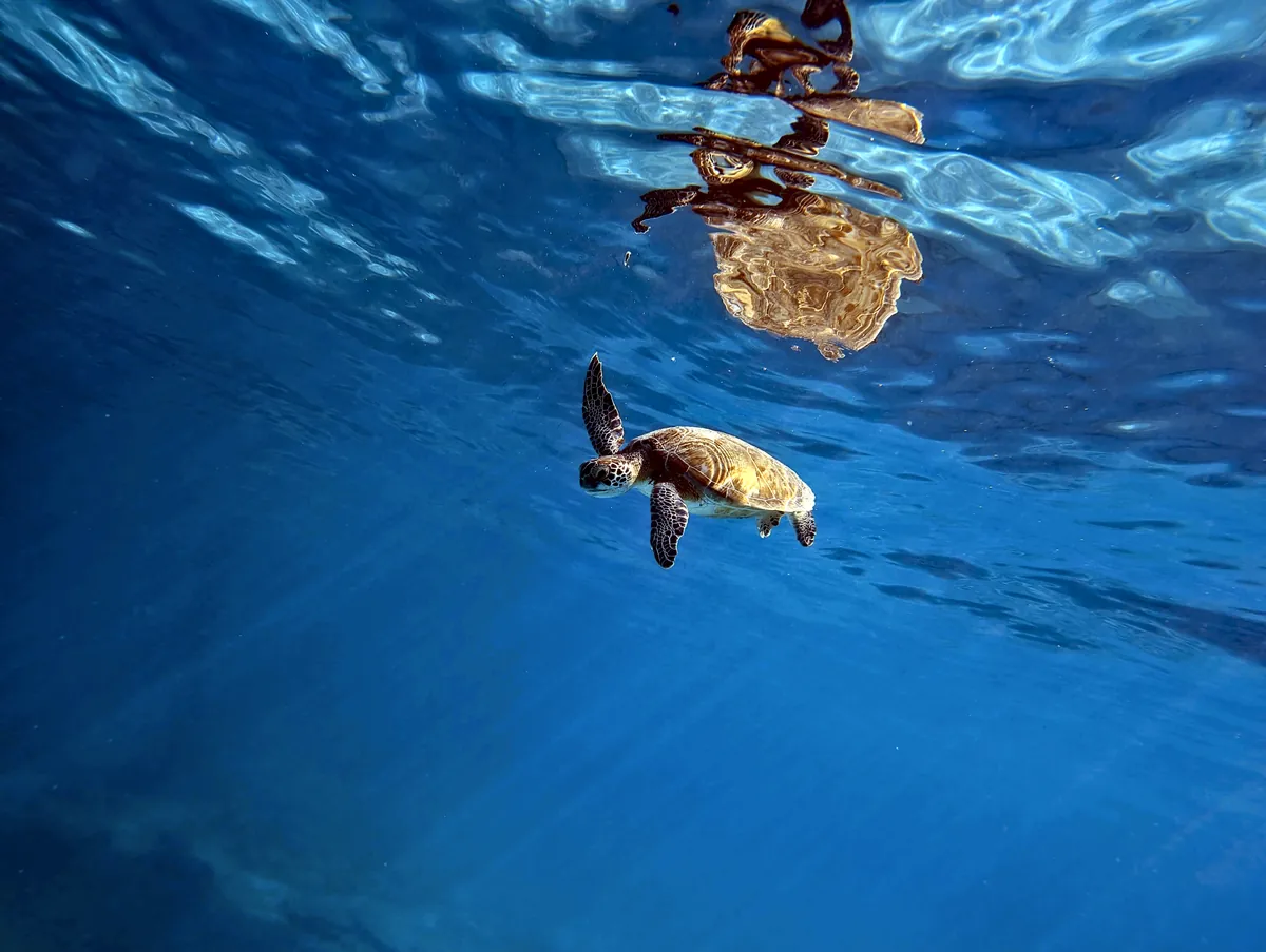 Green Sea Turtle